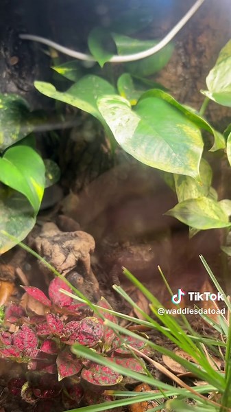Explore Peak Athleticism with Parkour Toads