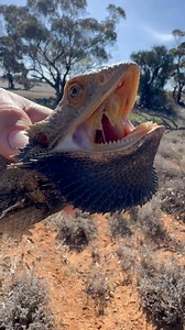 3.4K reactions · 330 shares | Releasing a rescued Central Bearded Dragon (Pogona vitticeps). Rufus NSW, AUSTRALIA. #reels #reptile #reptilesofinstagram #reptiles #lizard #lizards #beardeddragon #rescue #fauna #outbackaustralia #herpetology #herpingtheglobe #wildlife #wildlifeplanet #wildlifeconservation | Mick Fullerton Wildlife | Facebook