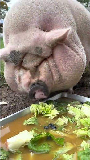 Obese pig? Losing weight with healthy food! #shorts #youtubeshorts