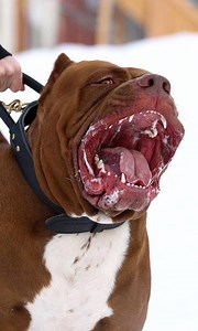 3.3M views · 18K reactions | Meet 'Hulk' the giant 175lb family pit bull who can snap a man's arm with a single bite! DarkDynastyK9s I am the HULK | Dog Dynasty | Facebook