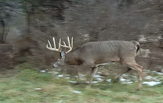 The Best Times to Hunt the Rut | Deer & Deer Hunting