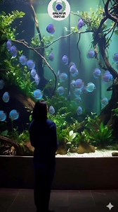 Blue diamond | Sakana Discus