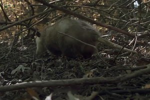 135K views · 4.3K reactions | Opossum vs Viper Snake - हिन्दी डॉक्यूमेंट्री #animals #wildanimals #reptile #documentary #WildlifeTelecast | Wildlife Telecast | Facebook