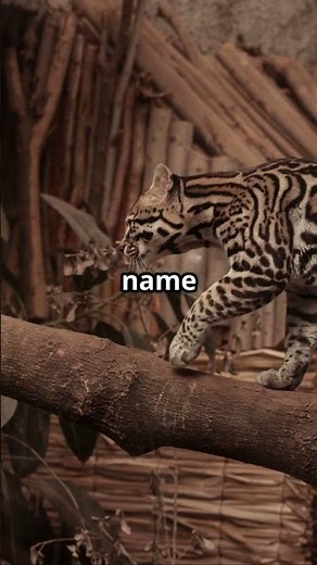 Did You Know This About Ocelots?