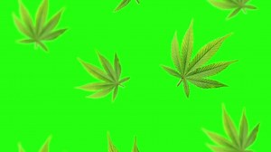 Looped Cannabis Leaves Falling Green Screen Marijuana Animation Chroma Key