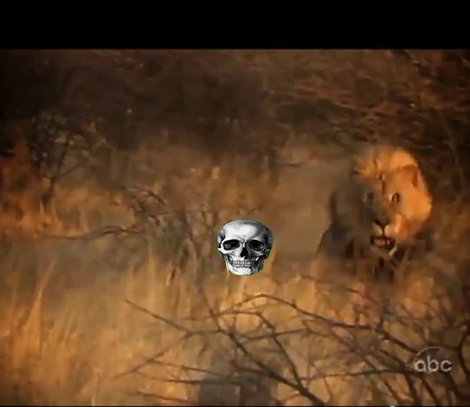 Unexpected Lion and Jaguar Attack Explained
