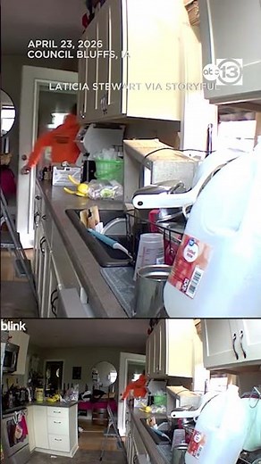 Cat vs. raccoon showdown