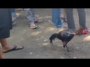 mampir ke 4r3n4 ayam bangkok & ayam pakhoy terbesar di kampung halaman !!! ayam bangkok selatan