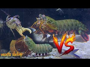 Fast, Powerful, Deadly | Mantis Shrimp Strike