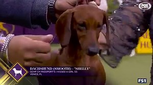 Will this be the year of the Dachshund? | FOX Sports