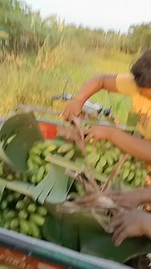 Banana of eskils (ep-191) #viralvideoシ #sorotan #bananabread 🍌😱🔪 | Emon bd