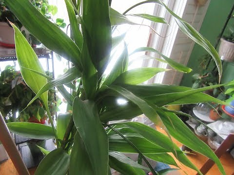 MY 15 YEAR OLD BAMBOO NEEDS A TRIM