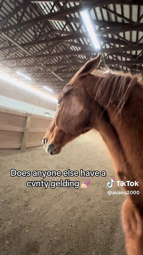 Understanding American Saddlebred Horses