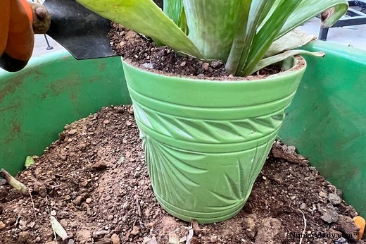 How To Repot An Aloe Vera Plant? (Step-by-Step Guide)