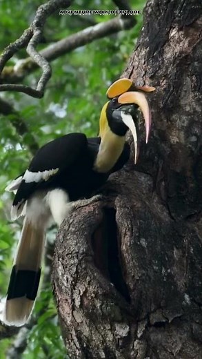 Great Hornbill | Jungle Ka King Bird | Amazing Facts
