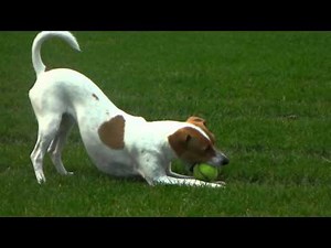 Danish Swedish Farmdog