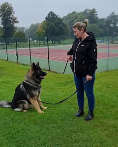 208K views · 938 reactions | Getting your dog's attention versus your...