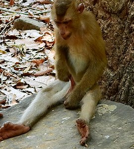 240K views · 1K reactions | Oh Super cuddle partner on back but feel joyful too | Wild Monkey Zone | Facebook