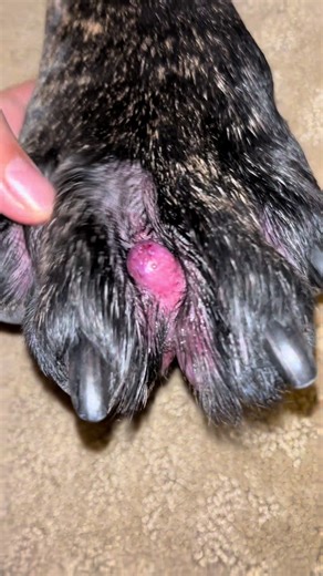 Managing Cysts in Dogs: What to Expect at the Vet