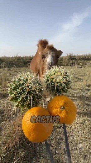 Check out these 9 weird animal facts you probably thought were made up! #usareels #creatures #facts #reel #animalfacts | Animal facts