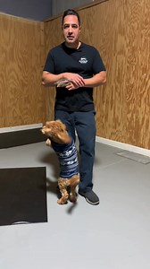 152K views · 1.6K reactions | Every dog should have some familiarity with the Place command. | The Hyper Pup K9 Training and Rehabilitation | Facebook