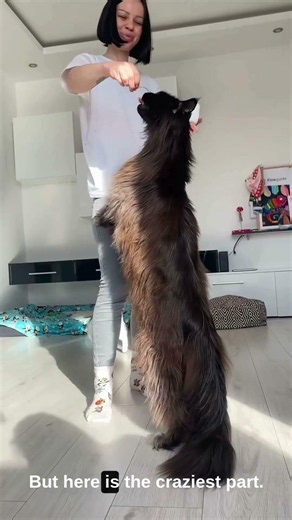 The biggest domestic cat in the world!🤯🐾