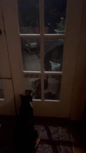 Cats Fighting Through Window