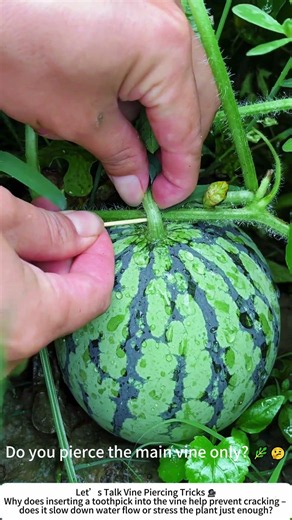 Toothpick Trick for Watermelons – Preventing Cracks in Rainy Season 🍉🌧️