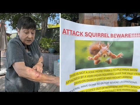 'Very mean squirrel' terrorizing California neighborhood
