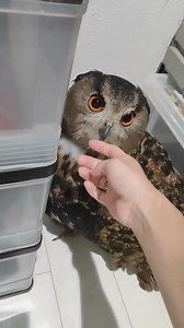 The are my life lines my pation my pet owl 🤔🤔🤔 #owl #owls #birds #owlsofinstagram #nature #bird #owllover #art #wildlife #owlstagram #owllovers #birdsofinstagram #owllove #owlobsession #naturephotography #wildlifephotography #owlart #birdphotography #animals #photography #owltattoo #barnowl #handmade #birdsofprey #owlphotography #owleyes #eule #best #owlsome #love | Smart Skills