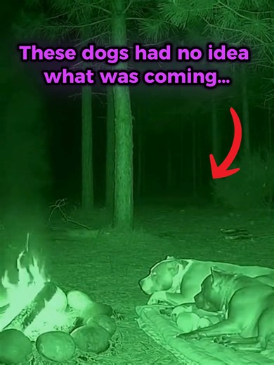 These dogs were sleeping in the forest at 3am… then a skinwalker appeared #cctv #creepy