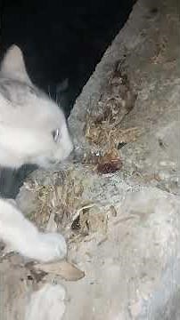 ارحمو من في الارض يرحمكم من في السماء #قطط#رحمه#cat#kindness