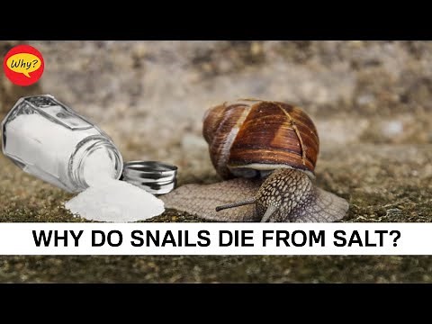 Why do snails die from salt | Snail Facts | Fascinating facts #2 | Why Things Happen