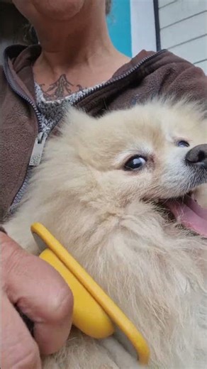 Fellpflege # Zwergspitz RICA wird gebürstet # Die Knoten müssen raus # sweet dog