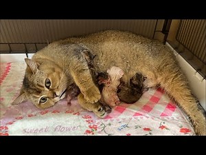 Mom cat just gave birth! First minute newborn kittens