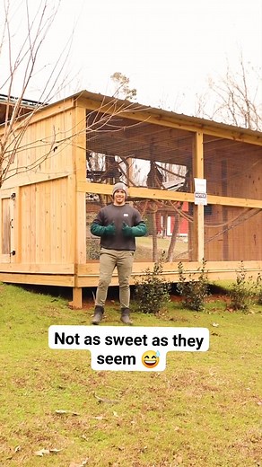 Zaboo and Cleo are not as sweet as they seem 😅 #farmer #animals #viralreel #animalsanctuary #rescueanimals #reels | Goat Daddy's Farm