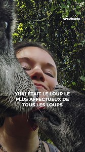 29K views · 382 reactions | Yuki avait seulement 8 mois quand ils ont voulu le sacrifier. Ses maîtres étaient terrifiés et ils l'ont abandonné, mais ils ne savaient pas le trésor que cachait leur animal de compagnie. Avec sa taille de près de deux mètres, Yuki est devenu un mystère pour la science. | Formidable | Facebook