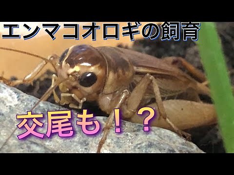 [エンマコオロギの飼育]観察〜交尾
