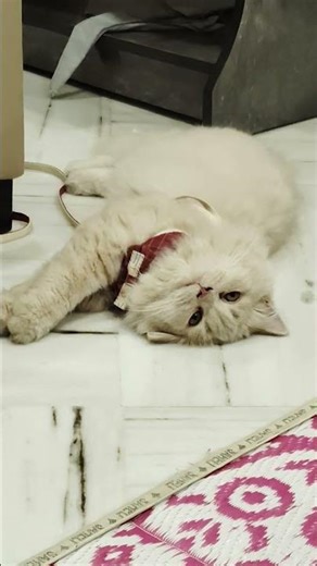 #cats #pets #cutepet #cute #wildlife #mufuthecat