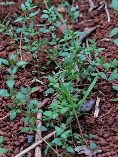 The Health Benefits of Thyme and Thyme Honey