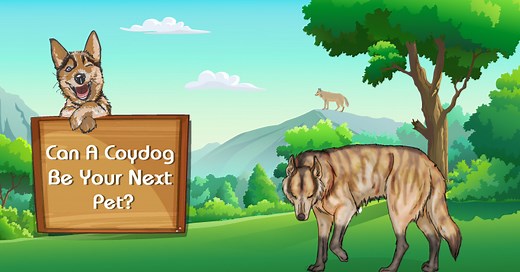 Detailed Coydog Guide (Personality, Care & Health Issues)