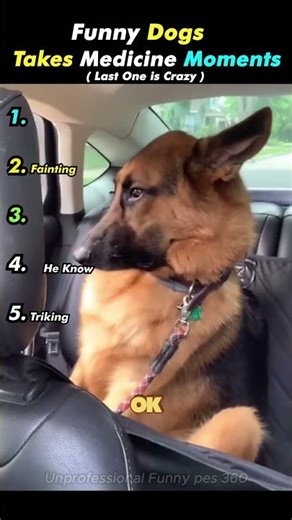Dog Takes Medicine ( Part -2 ) #ranking #funny #dogmedicine