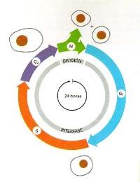 Fases del ciclo celular