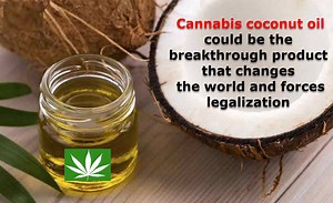 35 reactions · 28 shares | Benefits of cannabis coconut oi, you bet, read this https://cannabis.net/blog/medical/cannabis-coconut-oil-may-be-the-product-that-changes-the-world | Cannabis.Net | Facebook