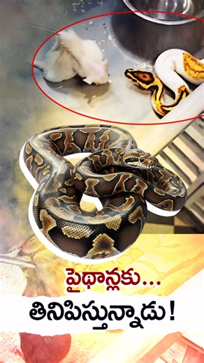 బాల్ పైథాన్ అతనిపై దాడి చేసింది!