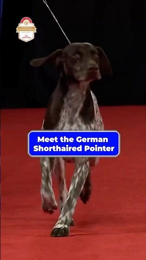 Meet the German Shorthaired Pointer