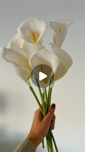 Florita Studio | by Diana Barrera on Instagram: "Paper Calla Lilies✨ I developed this flower for the big design market, and since then, I have been perfecting the template. I’m so happy with the final result and can’t wait to see how they will look at my wedding and later in your homes. #paperflowers #papercallalily #crepepaperflower #crepepaperlily #paperartist #cartotecnicarossi #crepepaperart"