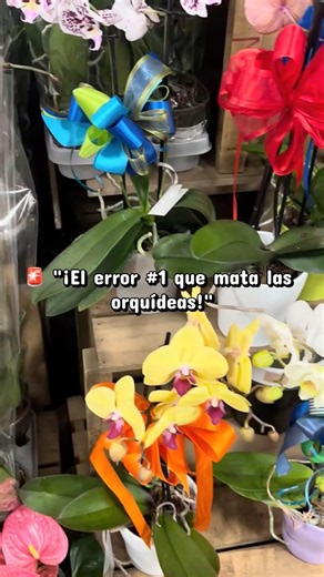 The #1 mistake that kills orchids
