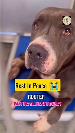 💔Roster was killed💔💔💔🔥Roster had only #dogs #dog #shelterdogs #shelterdog #dogpoint #shorts #rescue