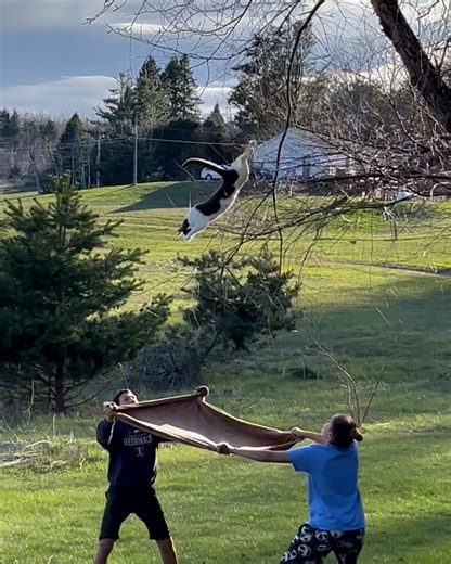 1M views · 46K reactions | Me: ‘I don’t need help.’ Also me, 40ft up a tree screaming at the void  | Furry Tails | Facebook